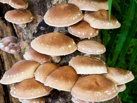 shiitake